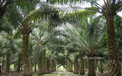 Malaysia’s commitment to deforestation heading positive direction, global study show