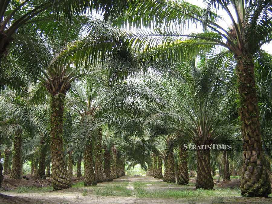 oil-palm-malaysia_1688960047